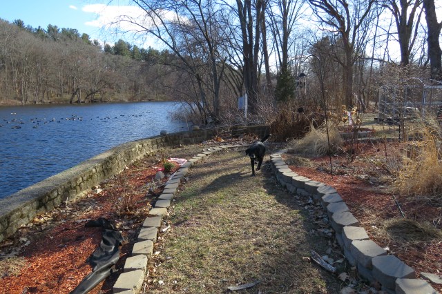 gardens - flowers - Labrador - dogs - wildlife