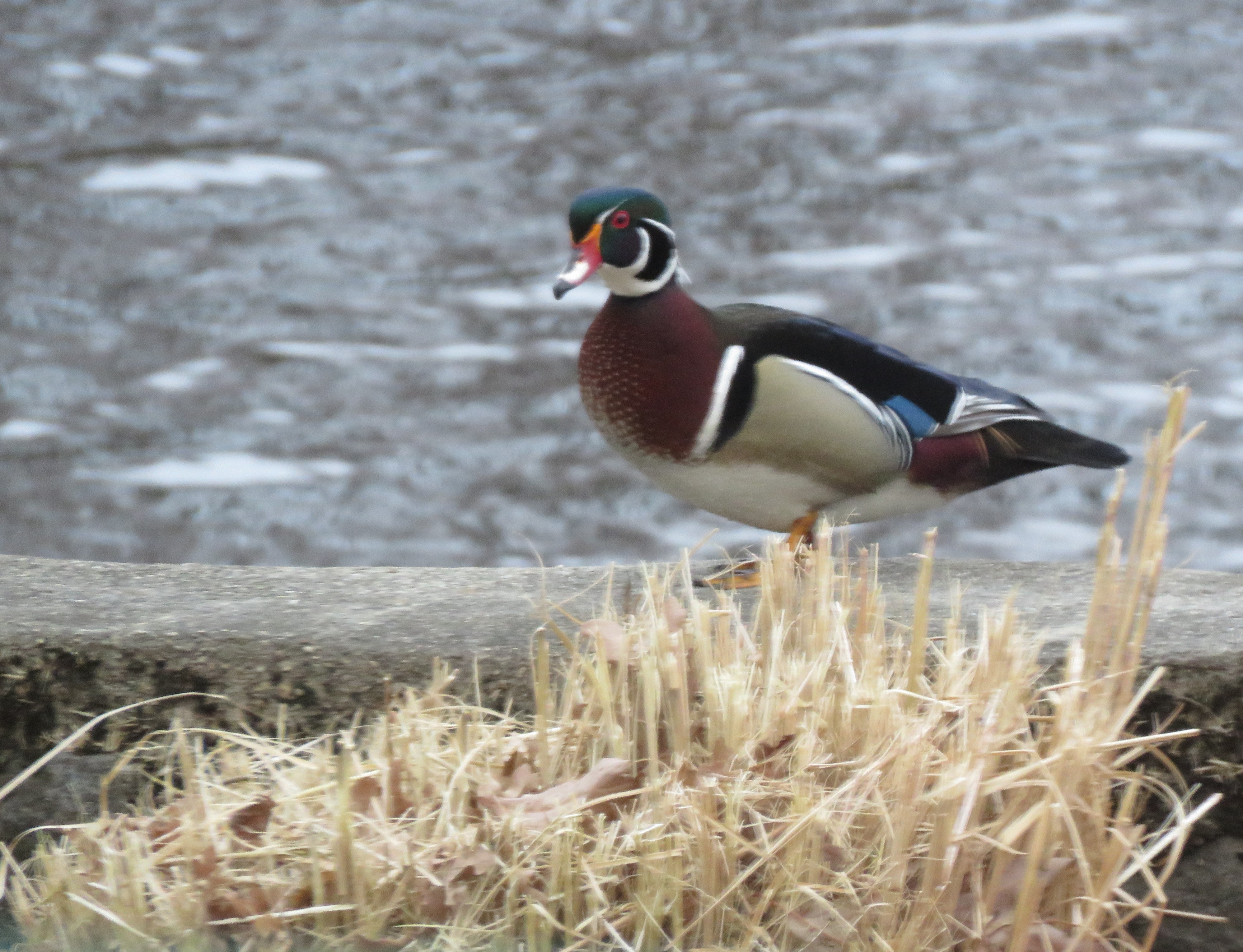 duck - wood - waterfowl - animals - birds - wildlife - nature - animals