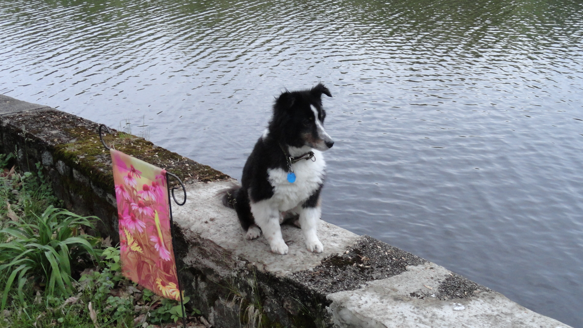 dog - Sheltie - puppy - animals - dogs - rivers