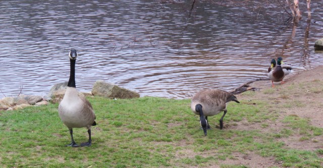 Canada - geese - waterfowl - animals - birds - nature - wildlife