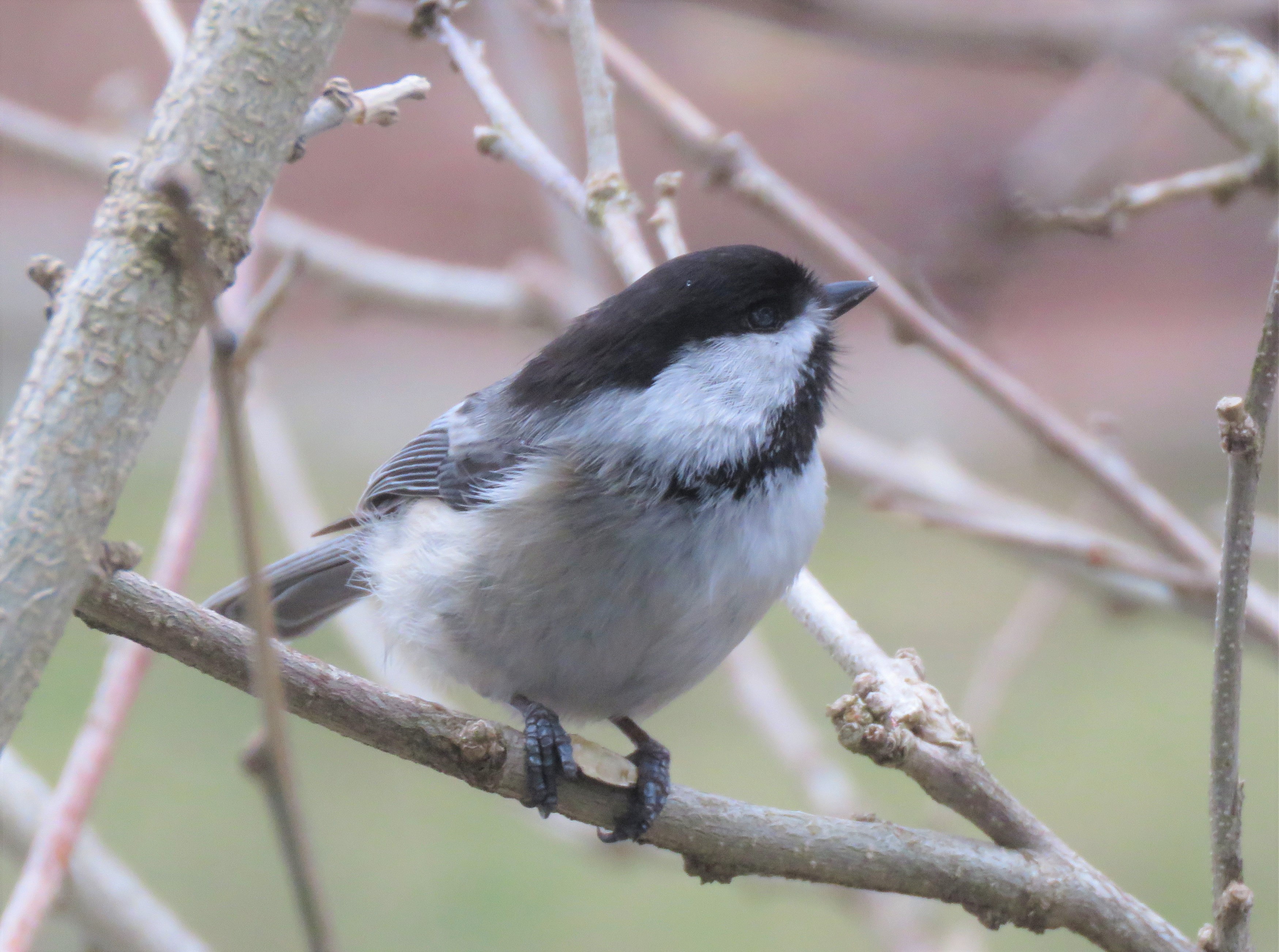 Black-capped Chickadee