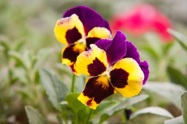 selective-focus-photography-of-yellow-and-purple-petaled-668940
