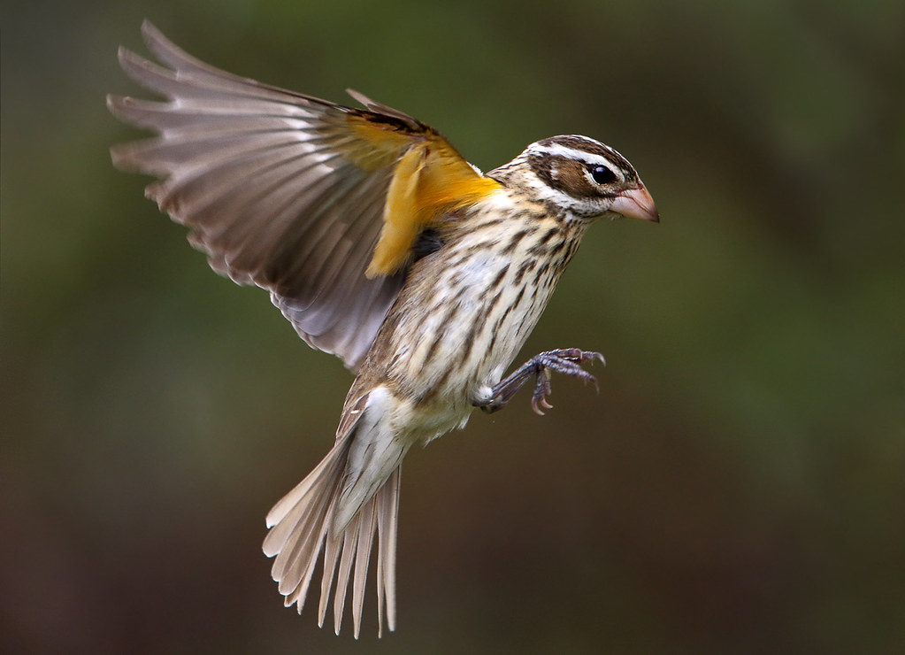 female-rose-breased-grosbeak-songbirds-birds-wildlife