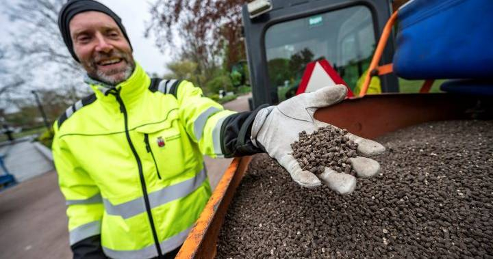 chicken-shit-Lund-Sweden-COVID-19