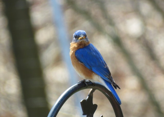 Eastern-bluebird-songbirds-birds-worms-mealworms-animals-wildlife