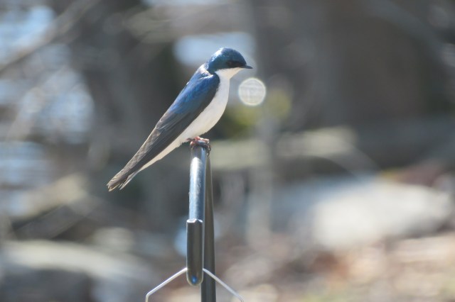 male-tree-swallow-songbirds-birds-wildlife