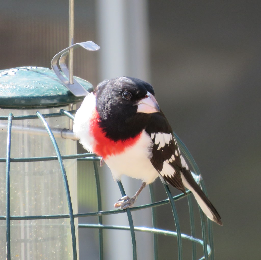 Male rose-breasted grosbeak songbird.