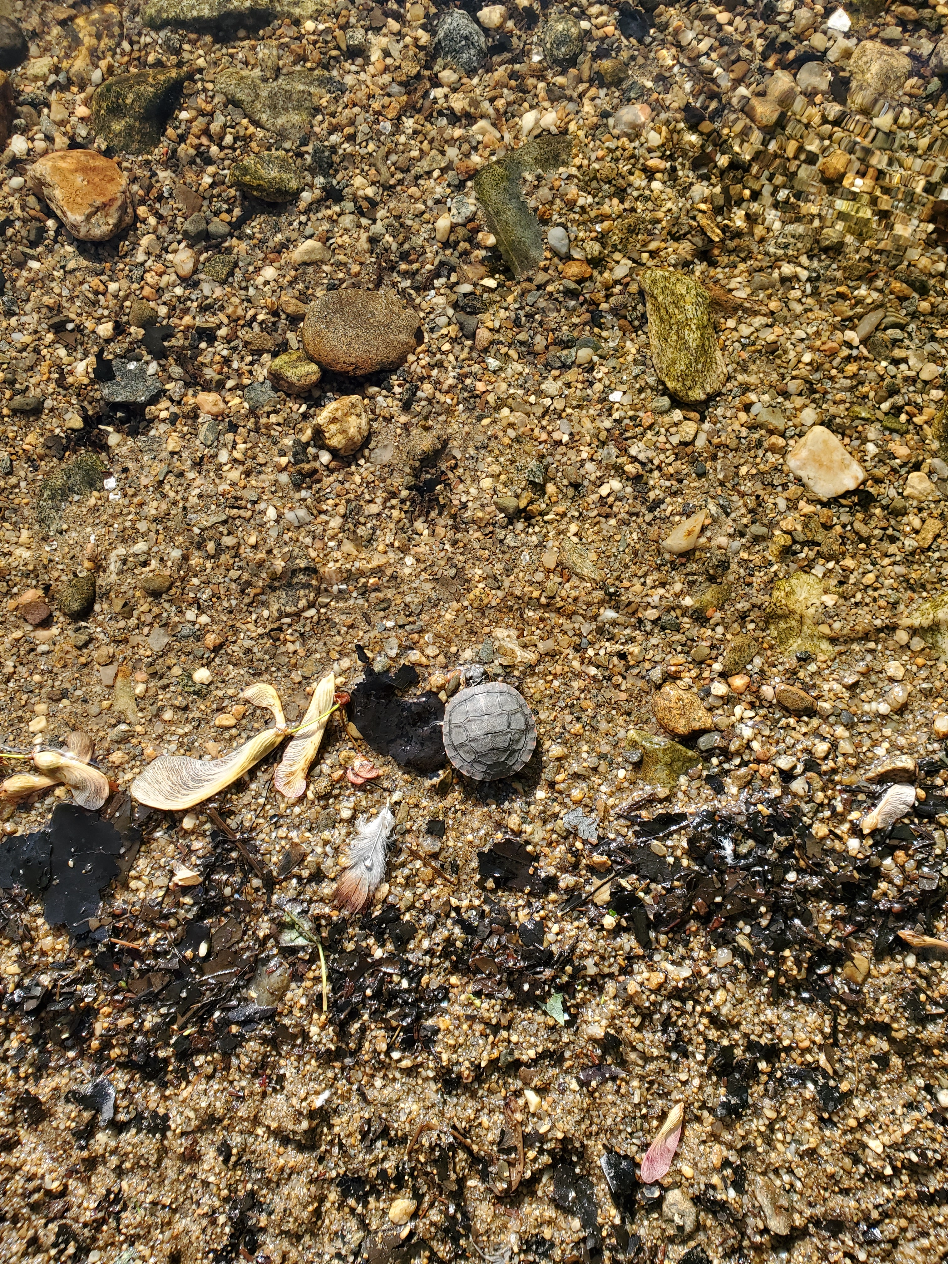 turtle - hatchling - painted turtle