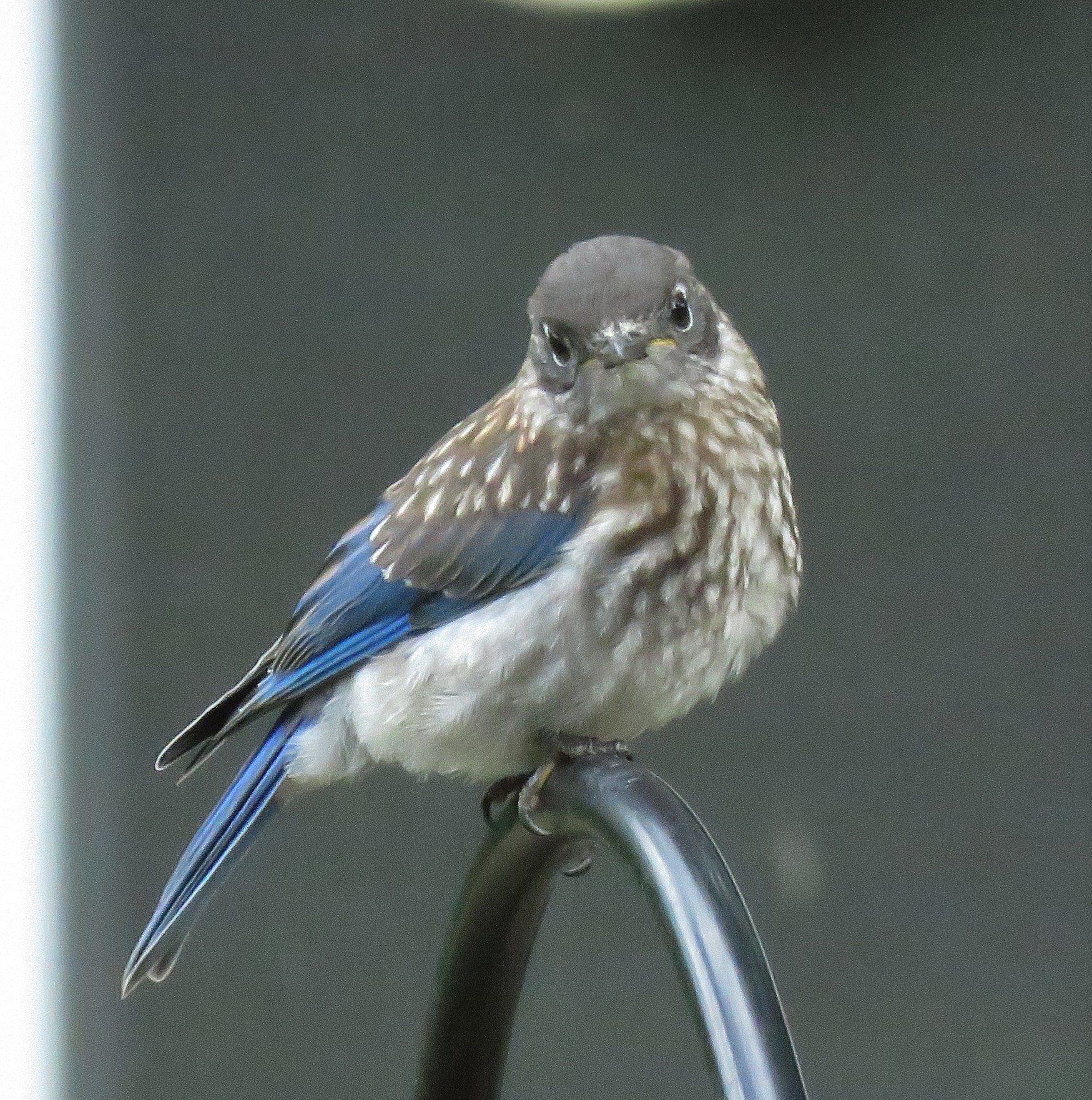 Eastern_bluebird - songbirds - birds