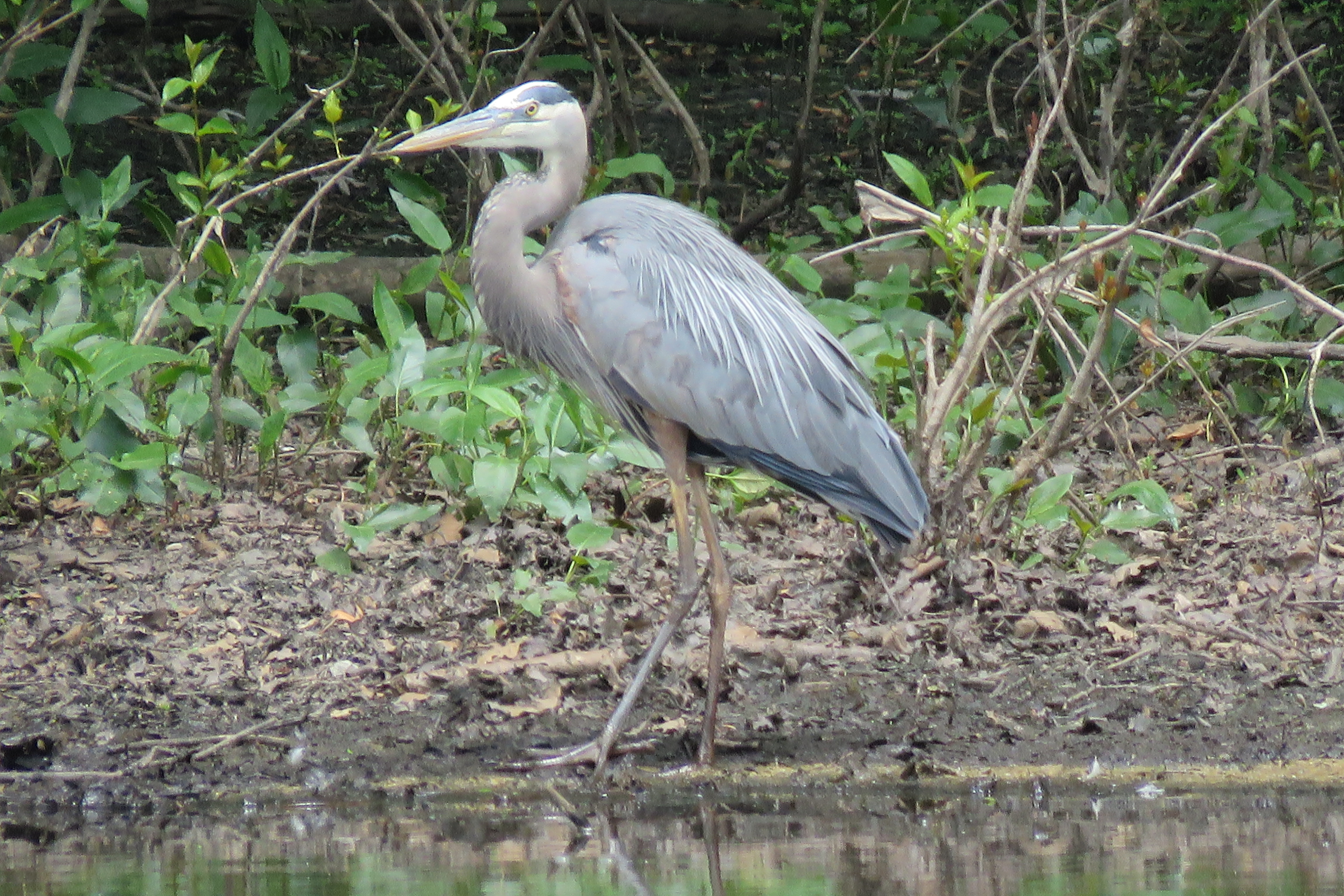 great blue heron