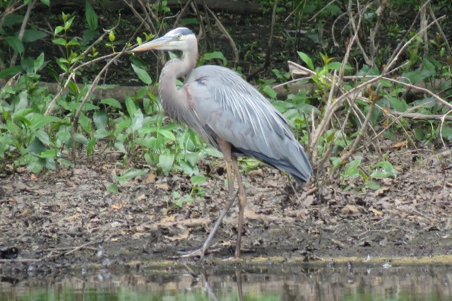 great blue heron