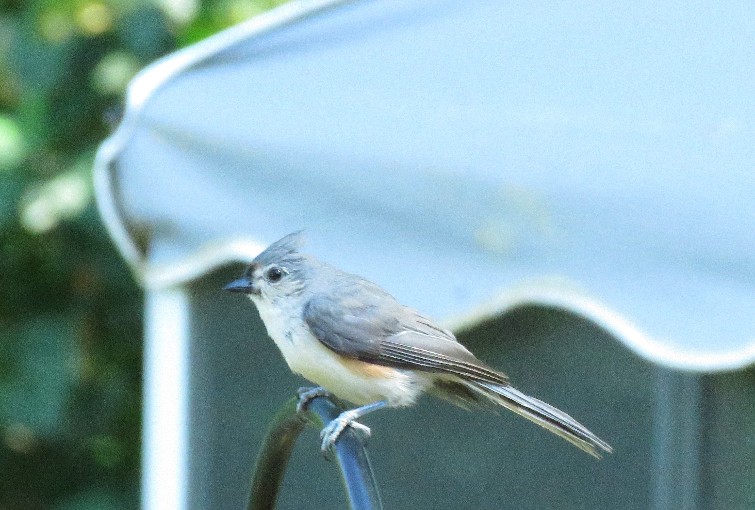 tufted titmouse