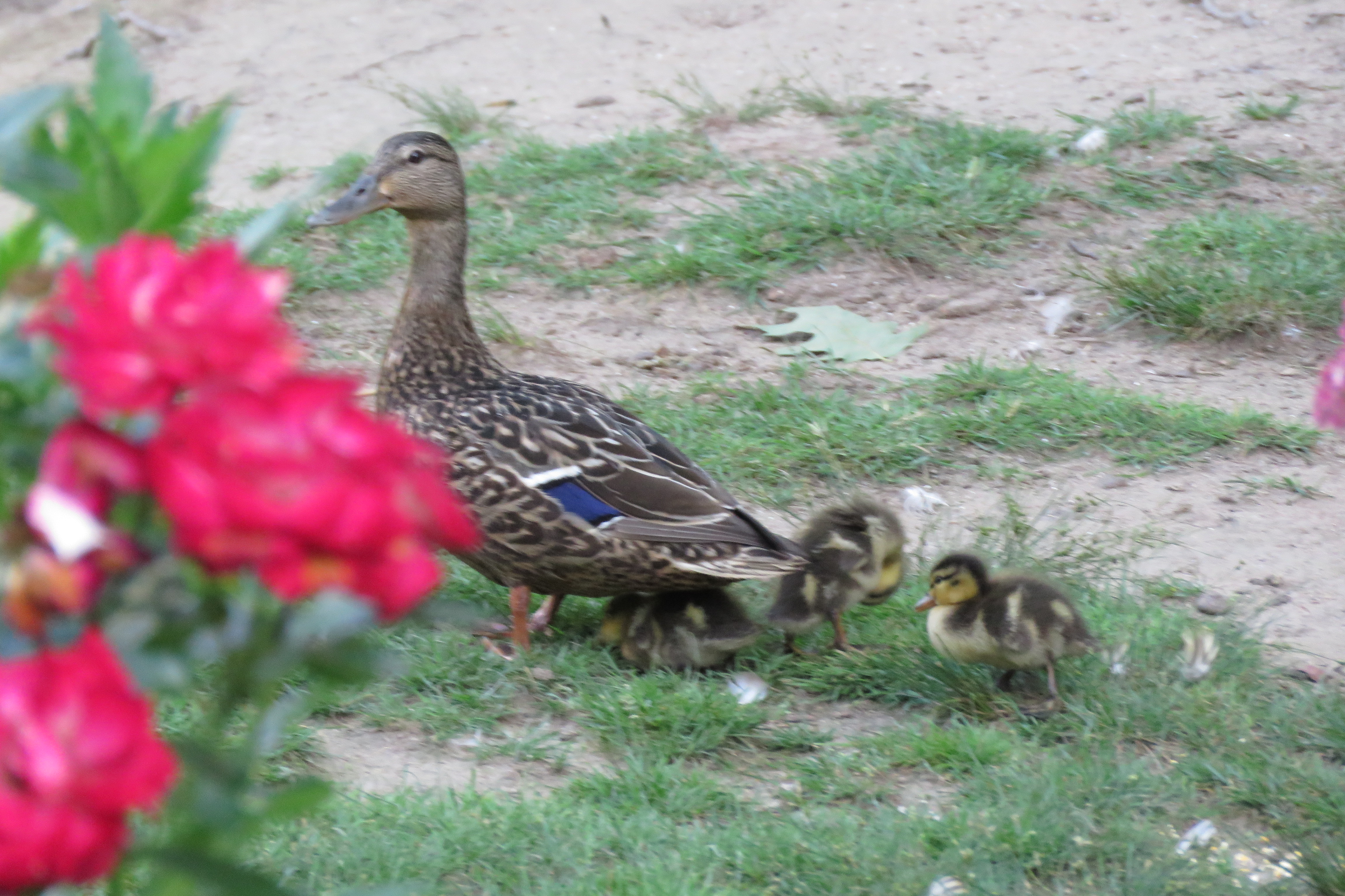 Mallard ducklings