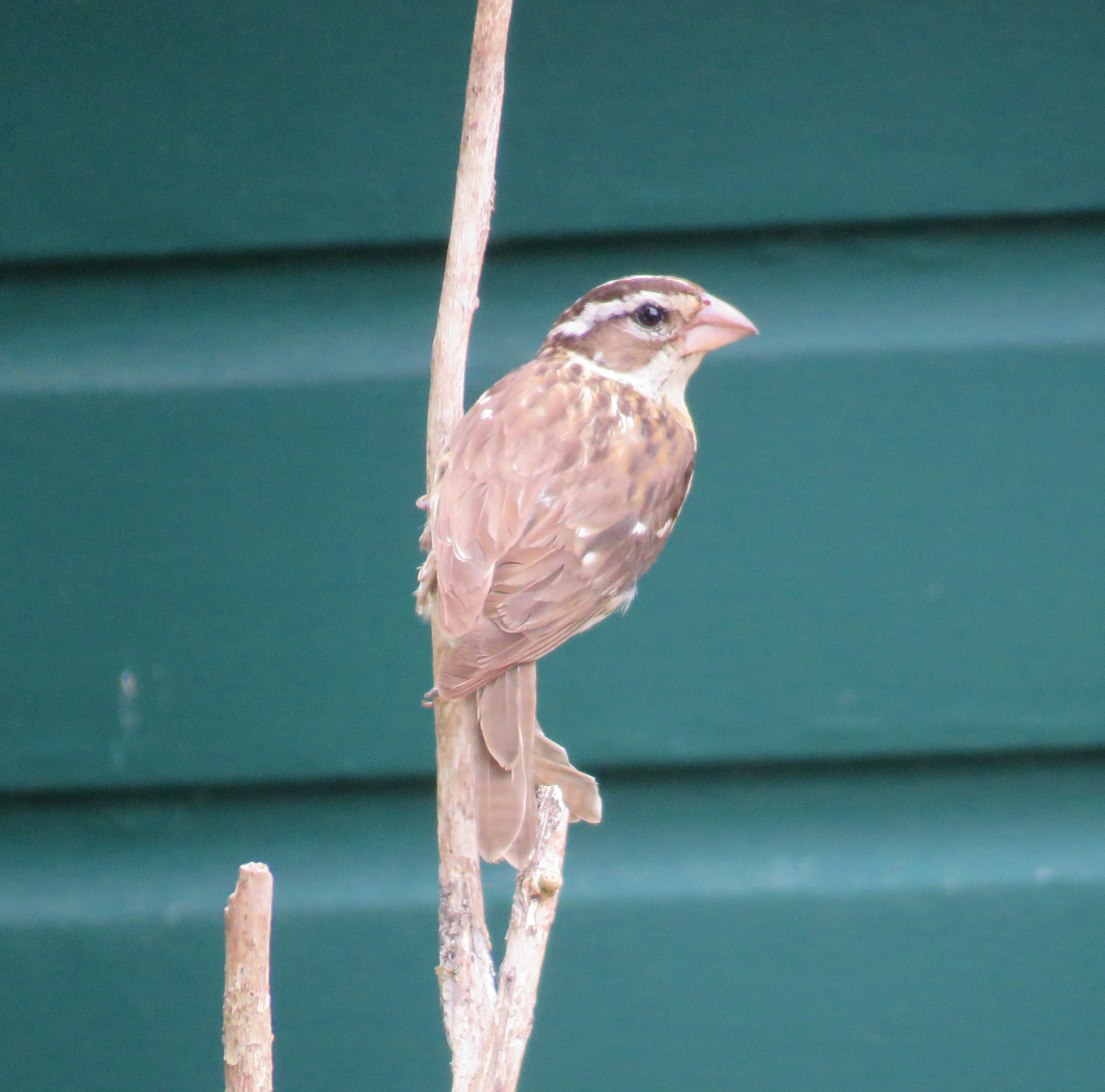 rose-breasted grosbeak