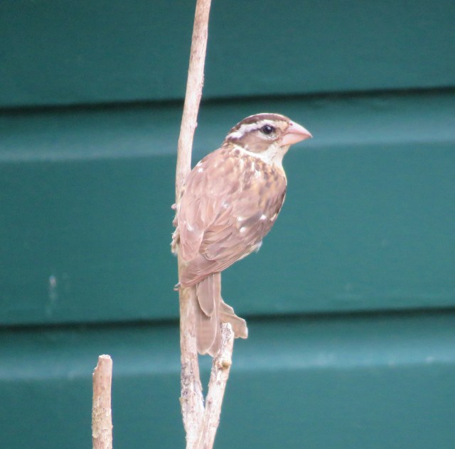 rose-breasted grosbeak