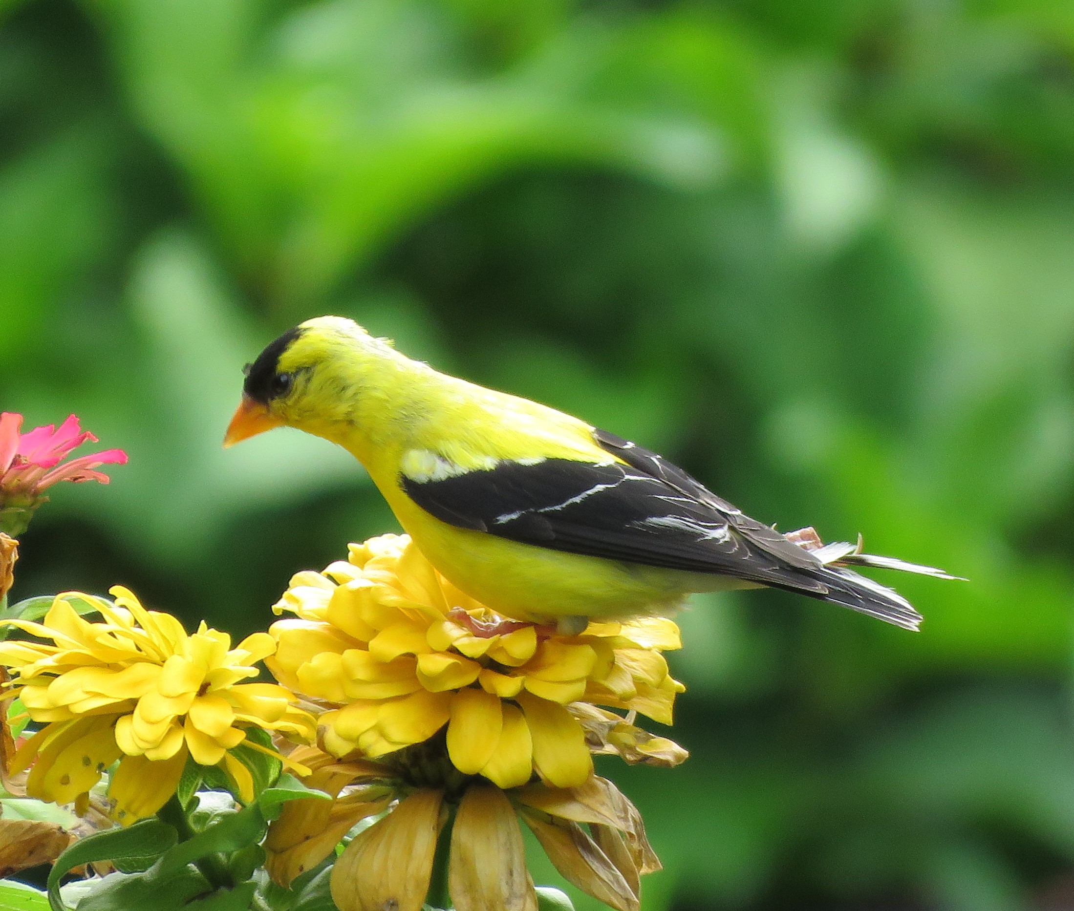 American Goldfinch