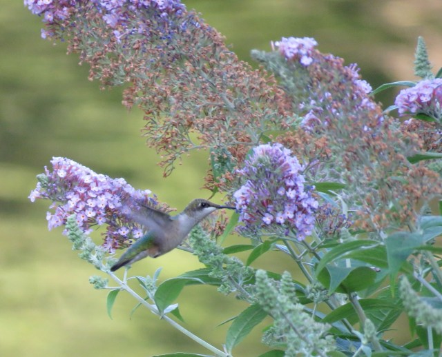 ruby-throated hummingbird