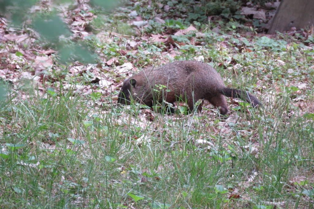 Muskrat in grass.