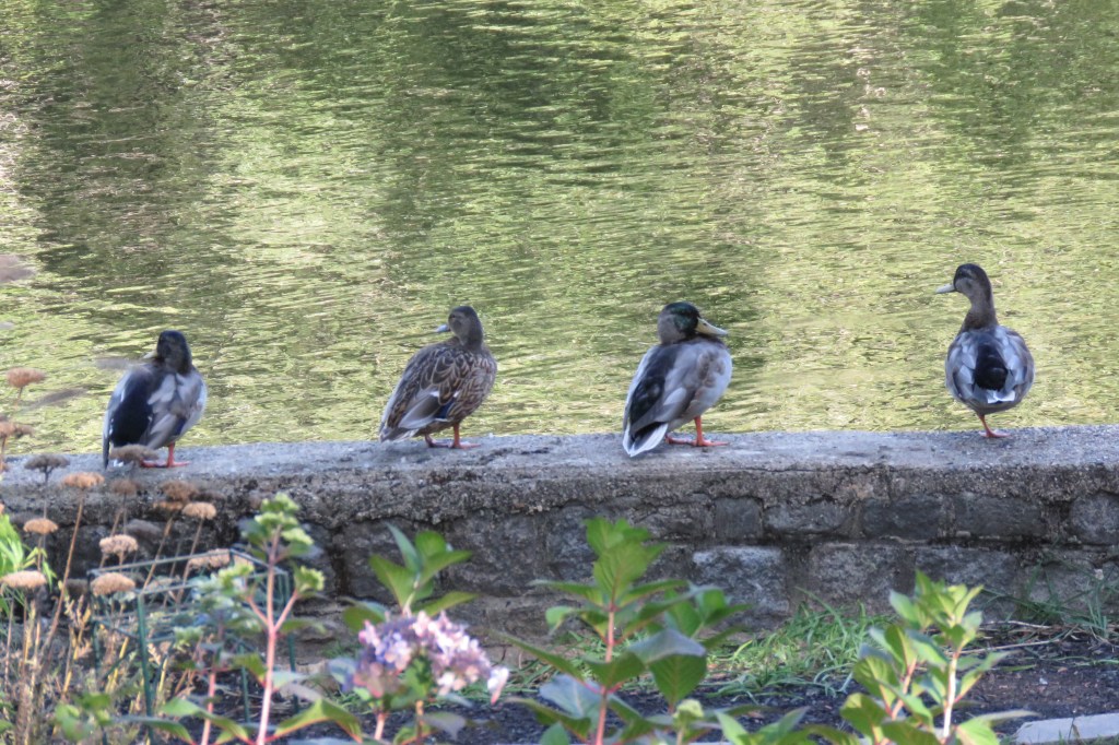 Mallard ducks lined up on retaining wall.