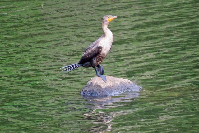 A cormorant standing on a rock in a river with green water.