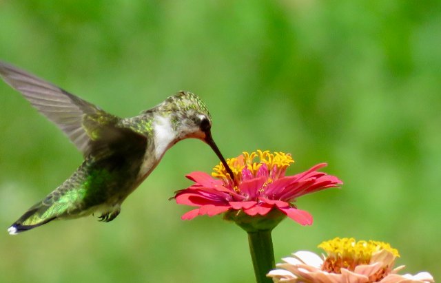 A hummingbird feeding on a pink flower with vibrant green foliage in the background.