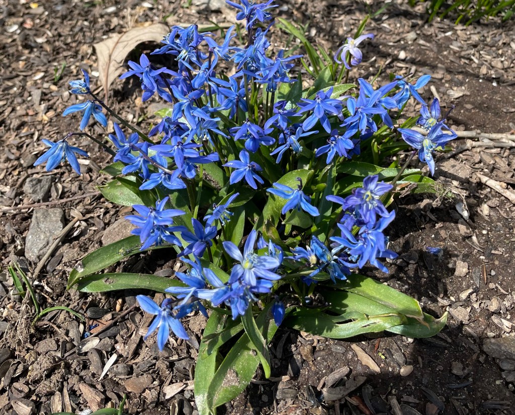 A cluster of vibrant blue flowers blooming on a patch of soil, surrounded by small stones and green leaves.