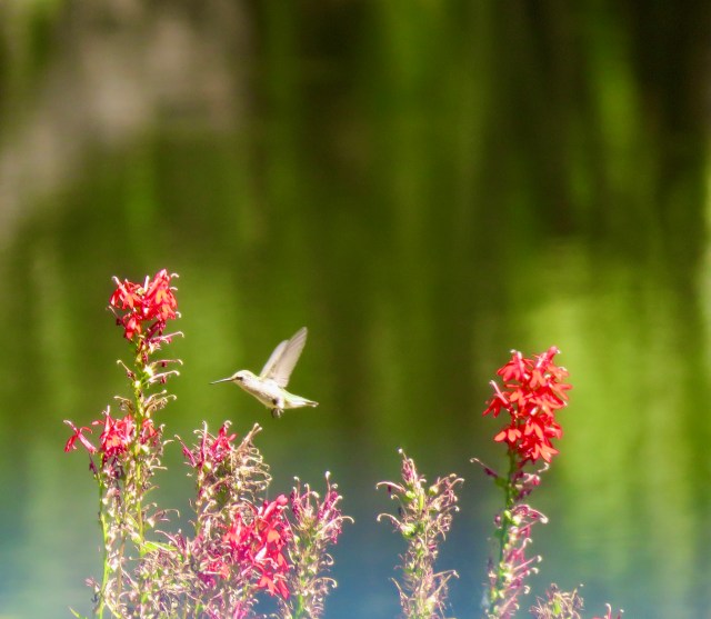 A hummingbird hovering near vibrant red cardinal flowers, set against a blurred green background.