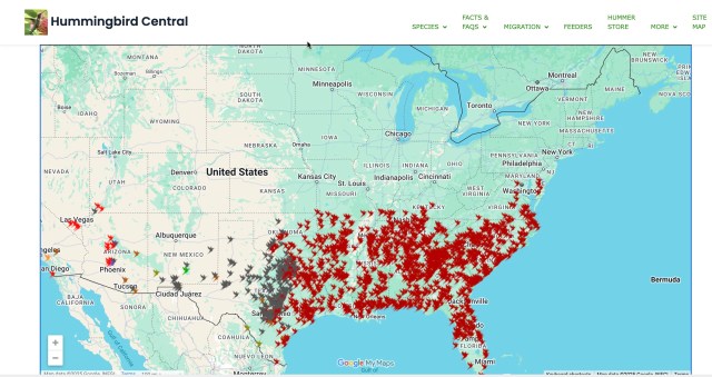 Ruby-throated hummingbird migration map