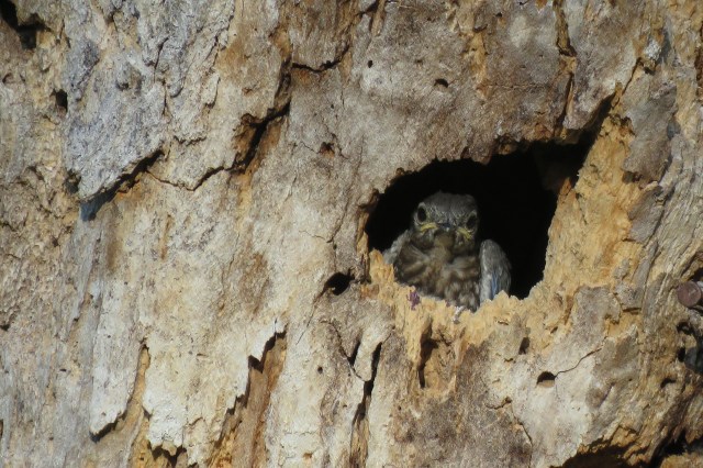 A young owl peering out from a hole in a tree trunk, surrounded by rough bark.