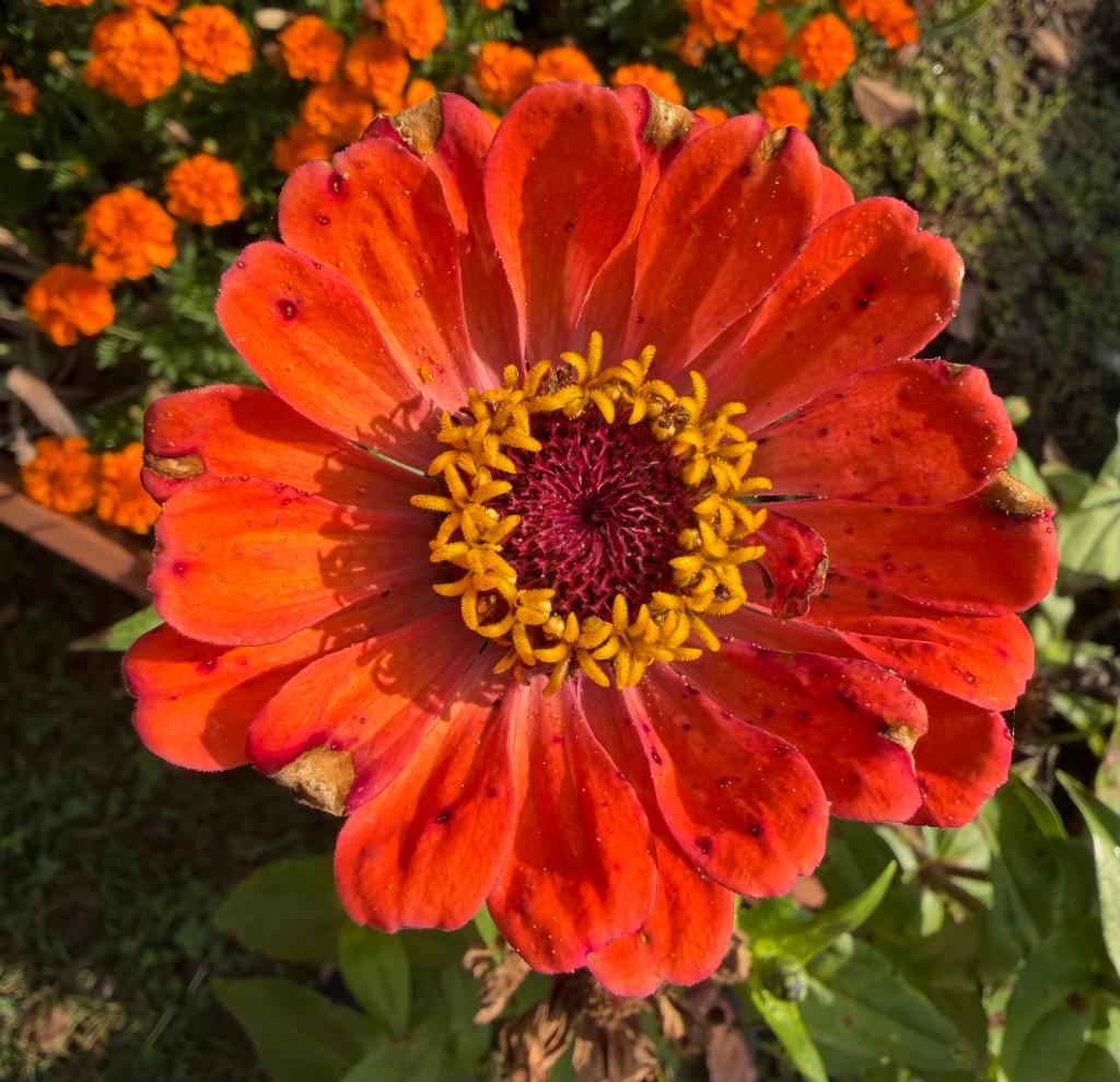 Close-up of a vibrant orange flower with a dark center, surrounded by green leaves and blurred orange marigolds in the background.