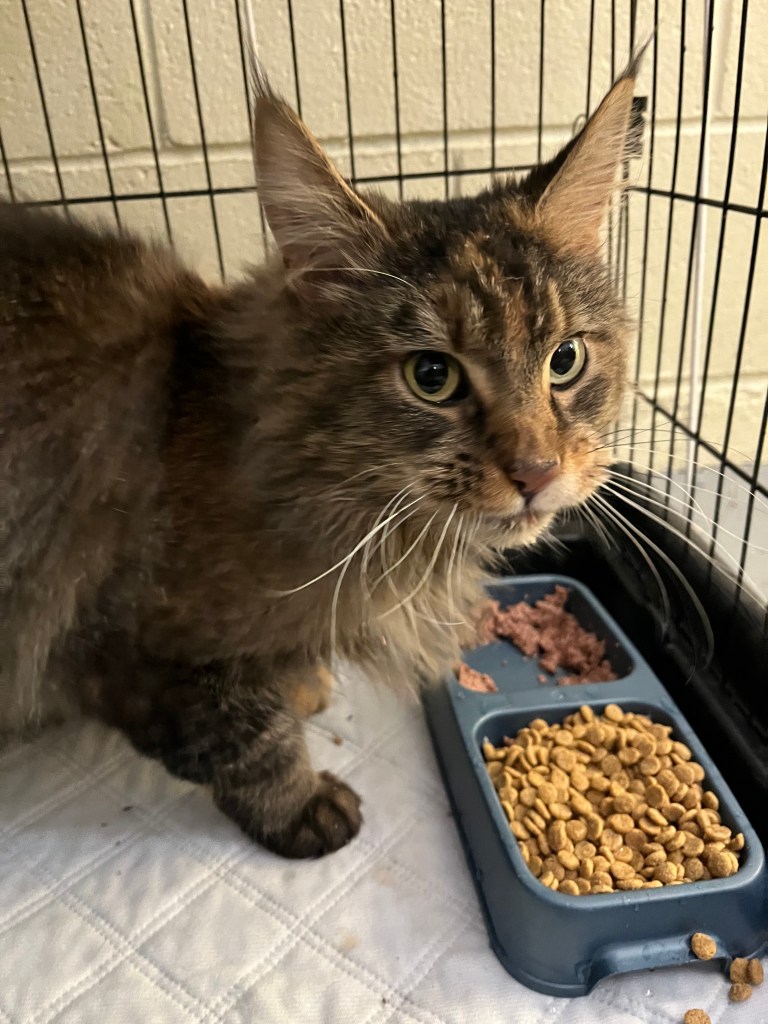 A close-up of a tabby cat eating from two bowls in a cage, one containing wet food and the other dry food.