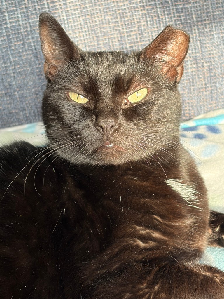 A close-up portrait of a black cat with yellow eyes, lying down comfortably on a soft surface.