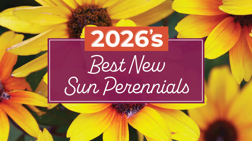 Close-up of vibrant yellow and orange flowers with a text overlay that reads '2026's Best New Sun Perennials'