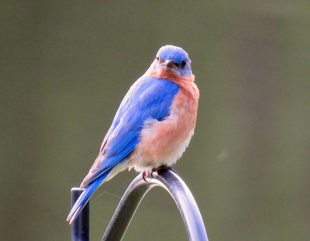 A colorful eastern bluebird perched on a metal pole, showcasing its blue head and wings with a peachy-orange breast.