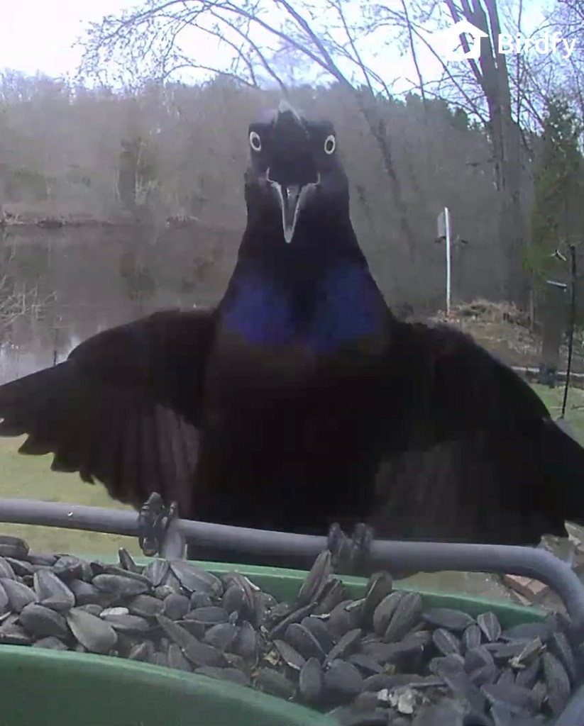 A black bird with outstretched wings stands near a feeder filled with sunflower seeds, with a blurred background of trees and water.