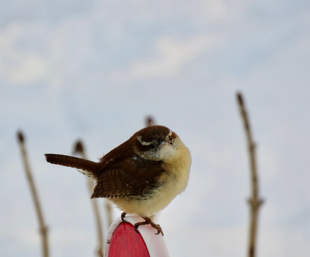 A small brown bird perched on a red object with a blurred winter landscape in the background.