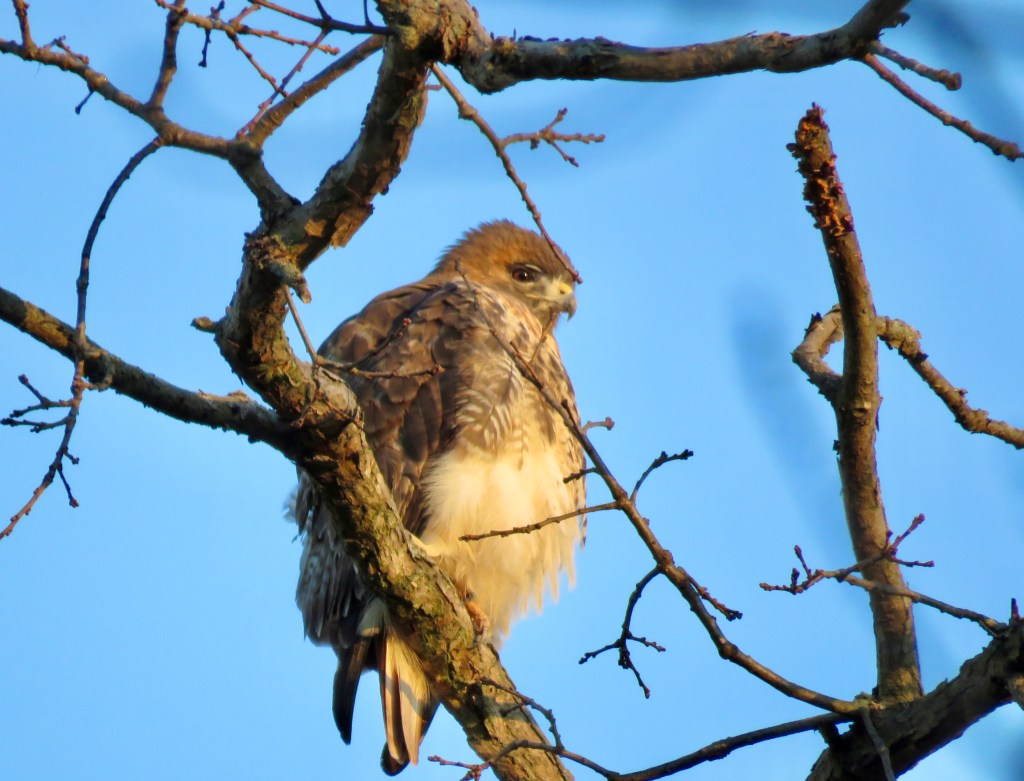 A hawk perched on a tree branch against a blue sky.