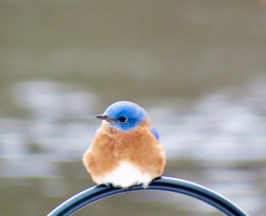 A small bird with a bright blue head and orange-brown chest perched on a black circular object against a blurred background.