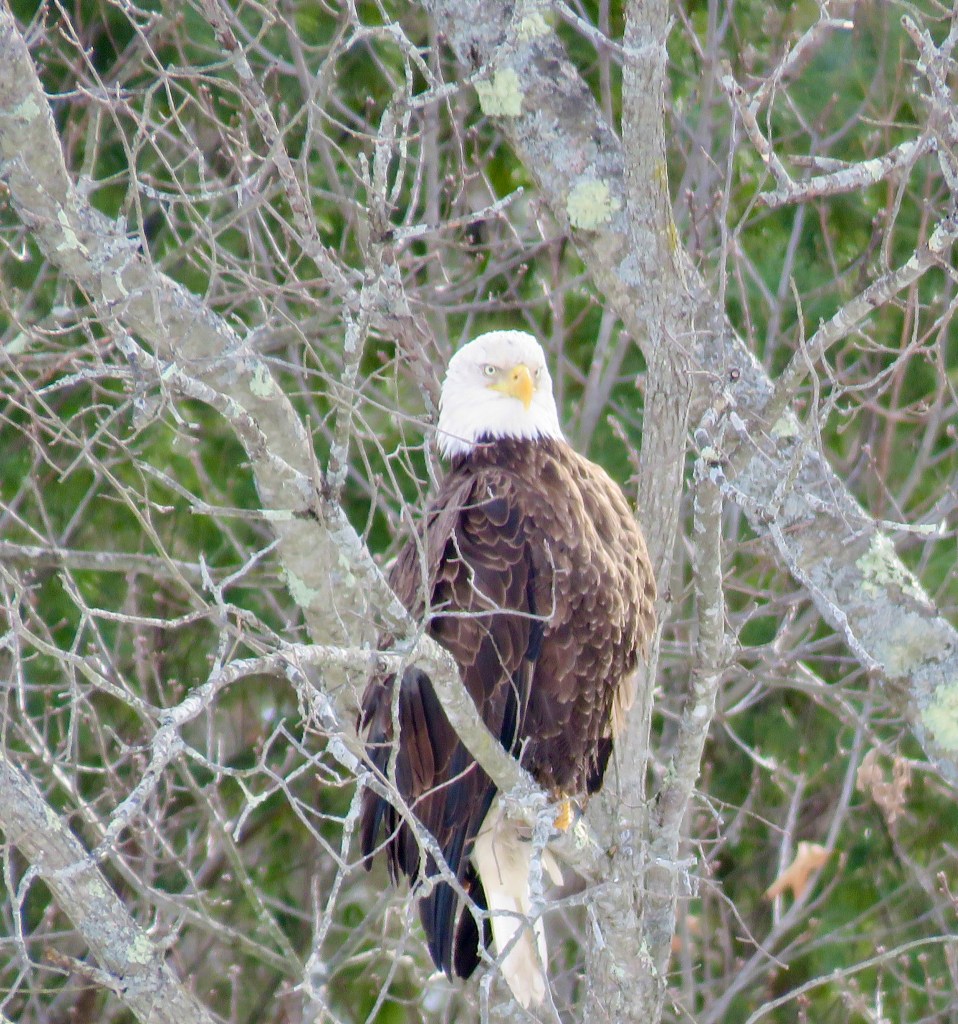A bald eagle perched on a bare tree branch, surrounded by twigs and greenery in the background.