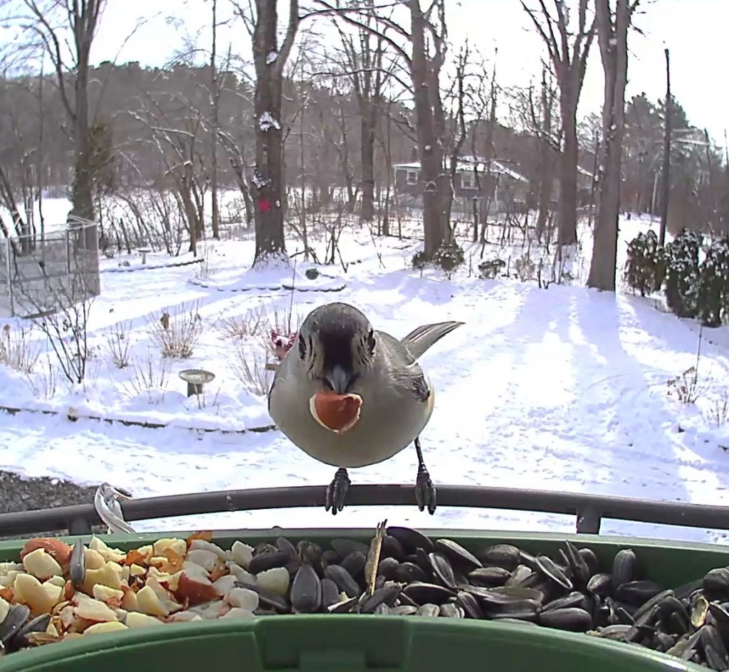 A small bird perched on a bird feeder holding a piece of food, with snowy ground and trees in the background.