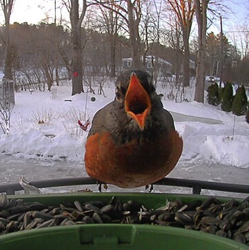 A close-up of a robin bird with its beak open, perched at a bird feeder filled with seeds, set against a snowy landscape with trees in the background.