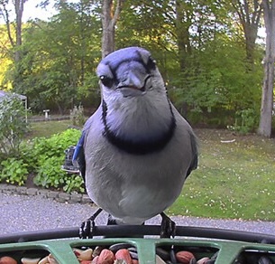 A close-up of a Blue Jay perched on a feeder, with greenery in the background.