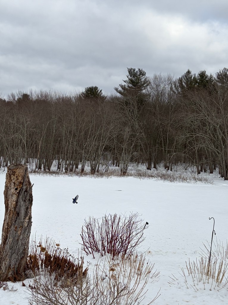 A snowy landscape featuring a frozen pond surrounded by bare trees and shrubs, with a bird in flight in the foreground.