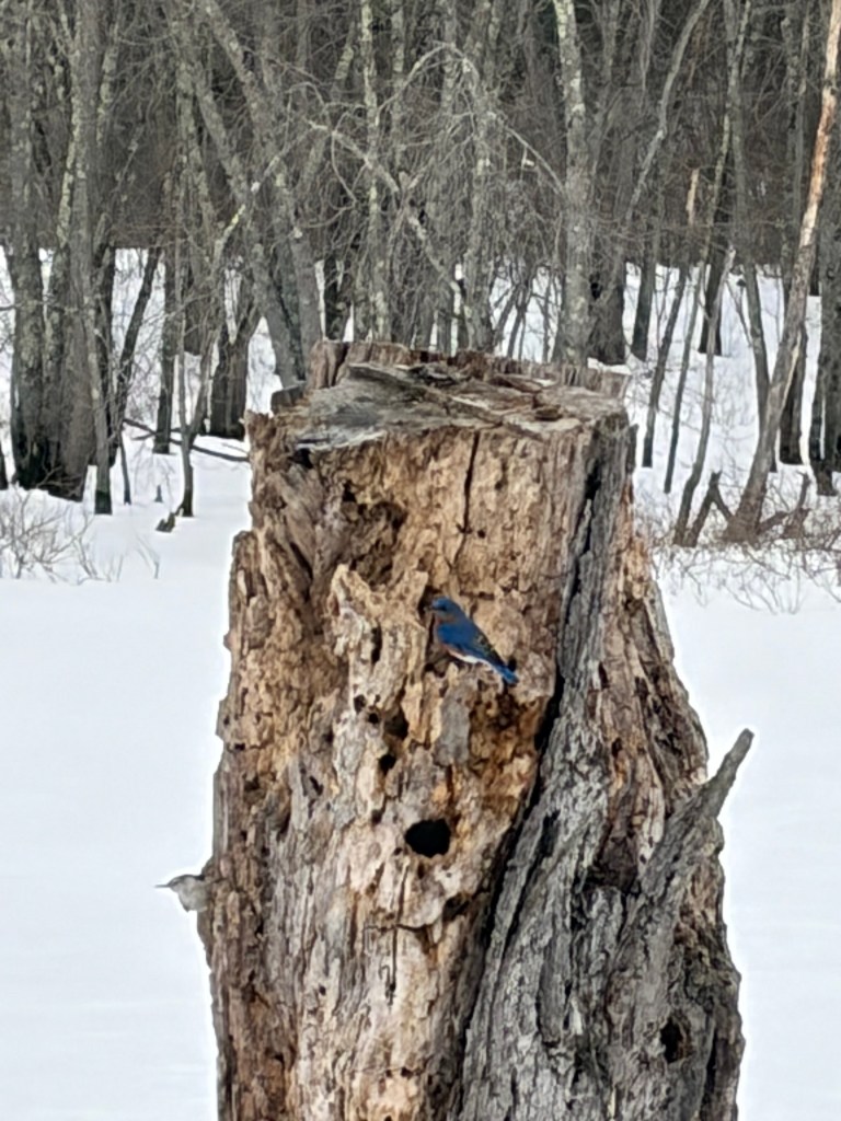 A close-up of a weathered tree stump with bluebirds perched on it, surrounded by a snowy landscape and bare trees in the background.