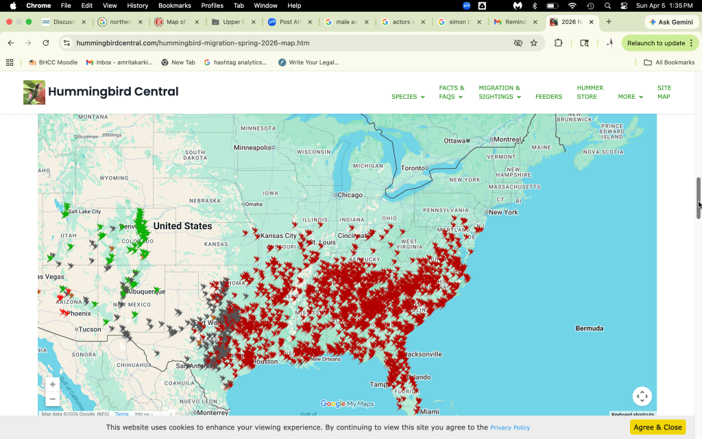 Map showing hummingbird migration patterns across the United States with various colored arrows indicating locations of sightings.