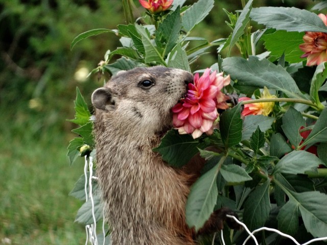 A groundhog nibbling on a brightly colored flower among green leaves in a garden.