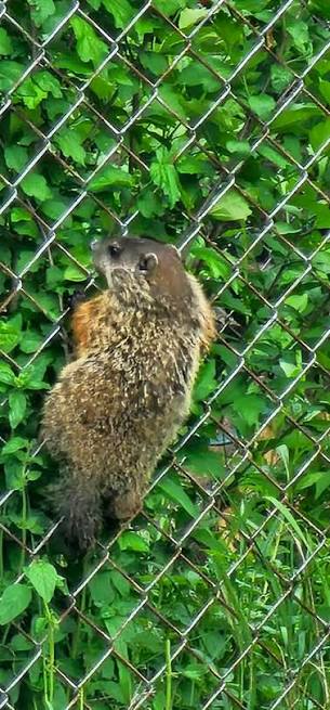 A groundhog climbing a chain-link fence surrounded by green foliage.