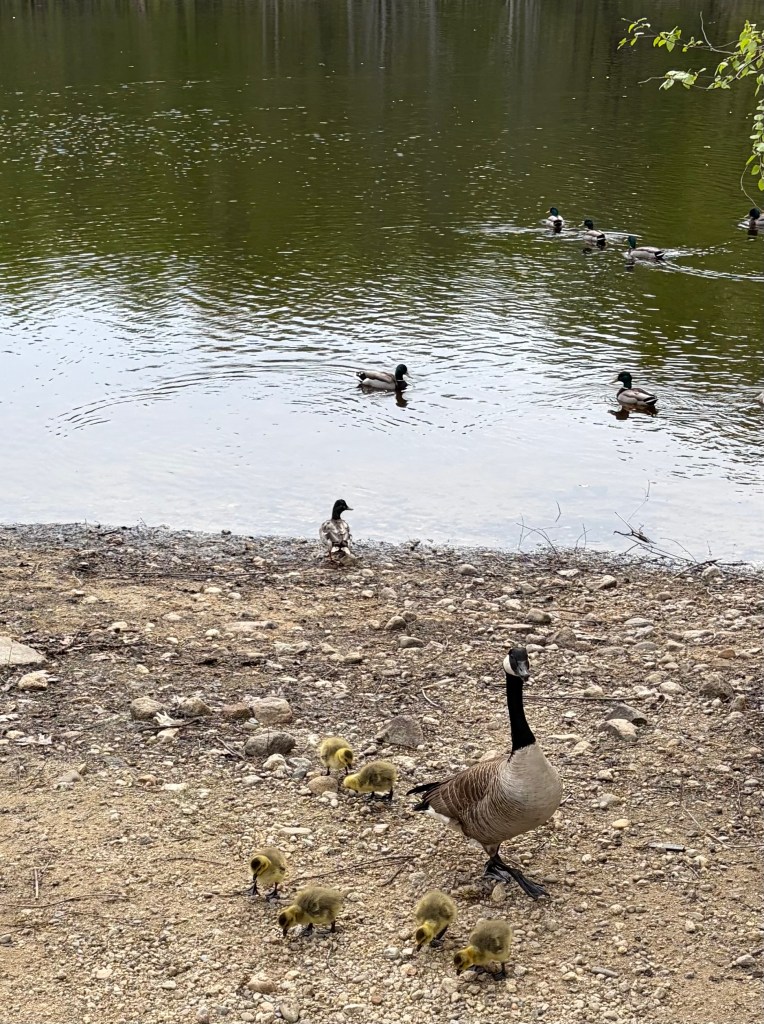 A Canada goose leading several fluffy goslings along the shore of a calm lake, with ducks swimming in the background.