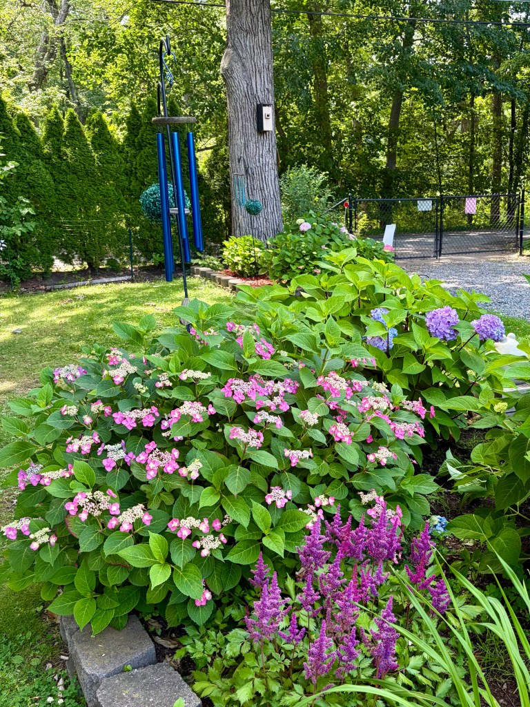 A vibrant garden featuring lush green foliage, pink hydrangea flowers, and purple astilbes, with a large tree in the background and decorative wind chimes.