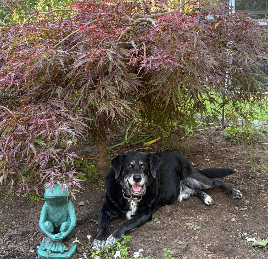 A black dog lounging under a Japanese maple tree with reddish leaves, next to a green frog statue.